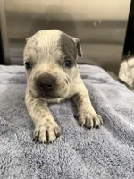 Lucky Lefty , a female American Bully for sale in Virginia Beach, VA – Photo 4 of 10