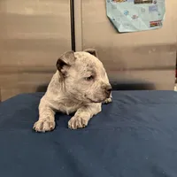 Lucky Lefty , a female American Bully for sale in Scranton, PA – Photo 3 of 9