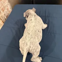 Lucky Lefty , a female American Bully for sale in Scranton, PA – Photo 5 of 9