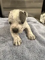 Lucky Lefty , a female American Bully for sale in Virginia Beach, VA – Photo 3 of 10