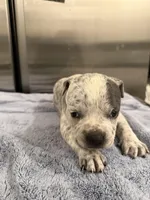 Lucky Lefty , a female American Bully for sale in Virginia Beach, VA – Photo 5 of 10