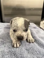 Lucky Lefty , a female American Bully for sale in Virginia Beach, VA – Photo 7 of 10