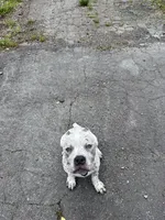 Snow , a male American Bully for sale in Scranton, PA – 4 of 10