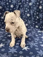 Snow , a male American Bully for sale in Scranton, PA – Photo 4 of 8