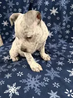 Snow , a male American Bully for sale in Scranton, PA – Photo 1 of 8