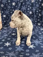 Snow , a male American Bully for sale in Scranton, PA – Photo 6 of 8