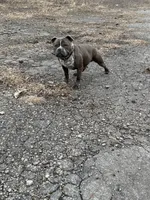 Snow , a male American Bully for sale in Scranton, PA – Photo 8 of 8