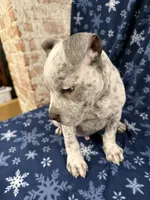 Snow , a male American Bully for sale in Scranton, PA – Photo 2 of 8