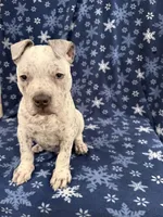 Snow , a male American Bully for sale in Scranton, PA – Photo 5 of 8