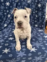 Snow , a male American Bully for sale in Scranton, PA – Photo 3 of 8