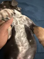 Champ , a male American Bully for sale in Virginia Beach, VA – Photo 5 of 10