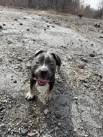 Champ , a male American Bully for sale in Virginia Beach, VA – Photo 7 of 10