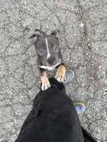 Champ , a male American Bully for sale in Virginia Beach, VA – Photo 10 of 10