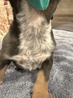 Champion, a male American Bully for sale in Virginia Beach, VA – Photo 1 of 9