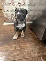 Champion, a male American Bully for sale in Virginia Beach, VA – Photo 8 of 9