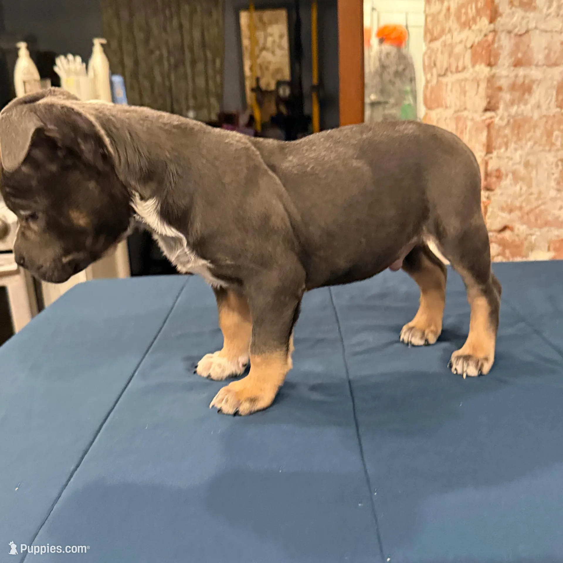 Champ  – American Bully puppy for sale in Virginia Beach, VA