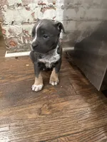 Champion, a male American Bully for sale in Virginia Beach, VA – Photo 2 of 9