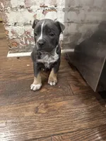 Champion, a male American Bully for sale in Virginia Beach, VA – Photo 4 of 9