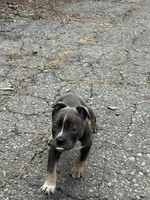 Champ , a male American Bully for sale in Virginia Beach, VA – Photo 9 of 10