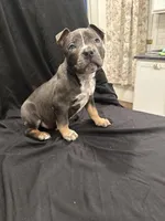 Champ , a male American Bully for sale in Virginia Beach, VA – Photo 3 of 10