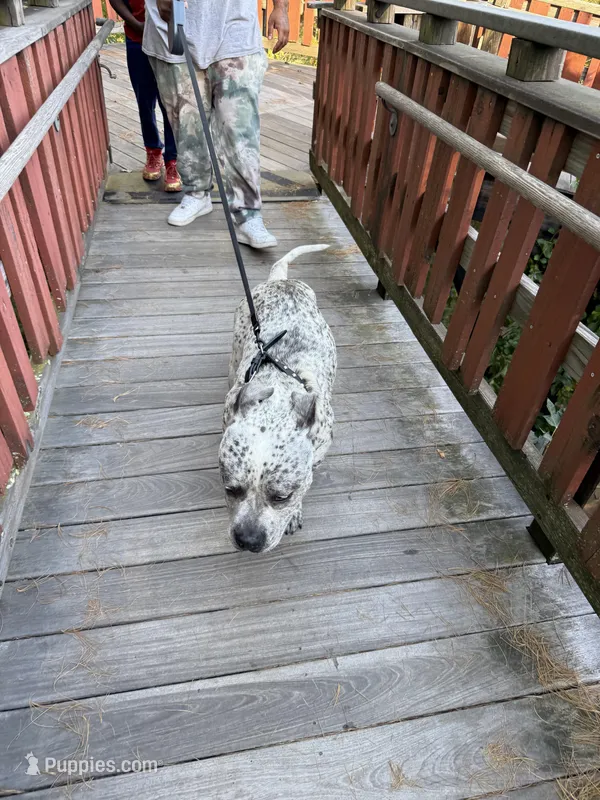 Champion – American Bully puppy for sale in Virginia Beach, VA