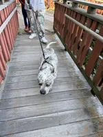 Champion, a male American Bully for sale in Virginia Beach, VA – Photo 3 of 9