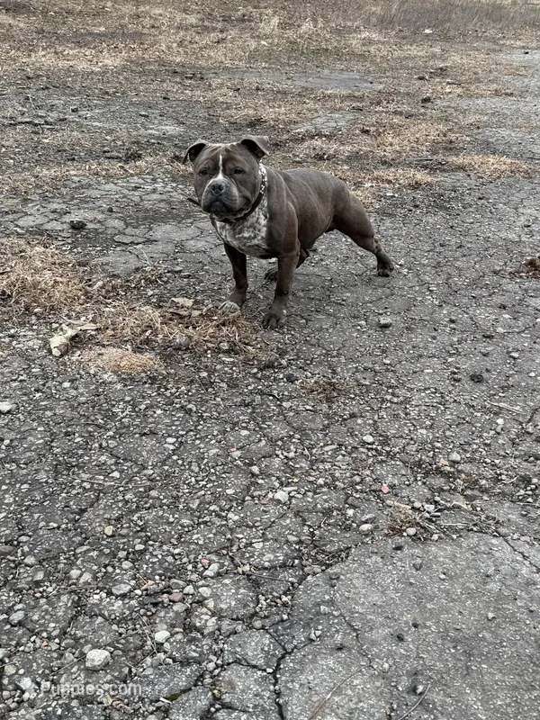 Champ  – American Bully puppy for sale in Scranton, PA