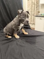 Champ , a male American Bully for sale in Virginia Beach, VA – Photo 4 of 10