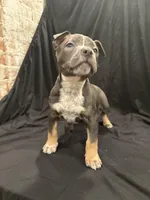 Champ , a male American Bully for sale in Virginia Beach, VA – Photo 2 of 10