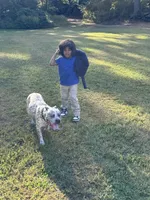 Champion, a male American Bully for sale in Virginia Beach, VA – Photo 5 of 9