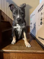 Champ , a male American Bully for sale in Scranton, PA – 5 of 8