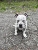 Snow , a male American Bully for sale in Scranton, PA – 2 of 10