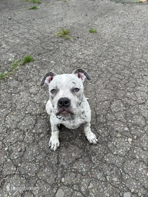Snow  – American Bully puppy for sale in Scranton, PA