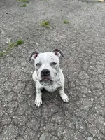 Snow , a male American Bully for sale in Scranton, PA – 1 of 10