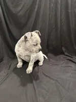 Lucy Gray, a female American Bully for sale in Scranton, PA – Photo 9 of 10