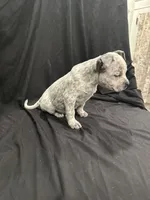 Lucy Gray, a female American Bully for sale in Scranton, PA – Photo 8 of 10