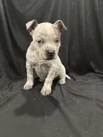 Lucy Gray, a female American Bully for sale in Scranton, PA – Photo 7 of 10