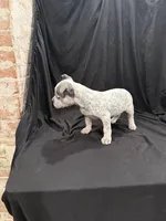 Lucy Gray, a female American Bully for sale in Scranton, PA – Photo 10 of 10