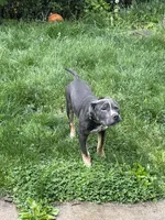 Champ , a male American Bully for sale in Scranton, PA – 6 of 8