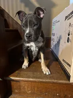 Champ , a male American Bully for sale in Scranton, PA – 2 of 8