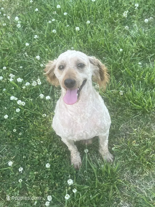 Bailey – Poodle - Miniature  puppy for sale in Taft, TN