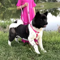 Reina, a female Akita for sale in Linneus, MO – Photo 2 of 10
