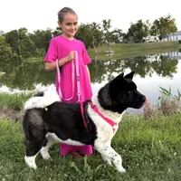 Reina, a female Akita for sale in Linneus, MO – Photo 9 of 10