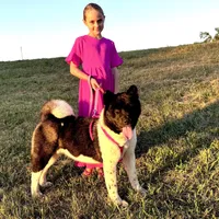 Reina, a female Akita for sale in Linneus, MO – Photo 4 of 10