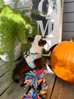 Autumn, a female Boston Terrier for sale in Linneus, MO – 7 of 10