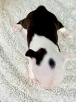Tiny Parfait , a female Boston Terrier for sale in Linneus, MO – 2 of 6