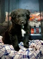 Bear, a male Border Collie and Labrador Retriever for sale in Linneus, MO – Photo 1 of 4