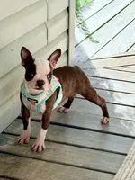 Autumn, a female Boston Terrier for sale in Linneus, MO – 5 of 10
