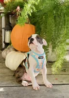 Stitch, a male Boston Terrier for sale in Linneus, MO – Photo 2 of 4