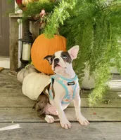 Stitch, a male Boston Terrier for sale in Linneus, MO – Photo 4 of 4